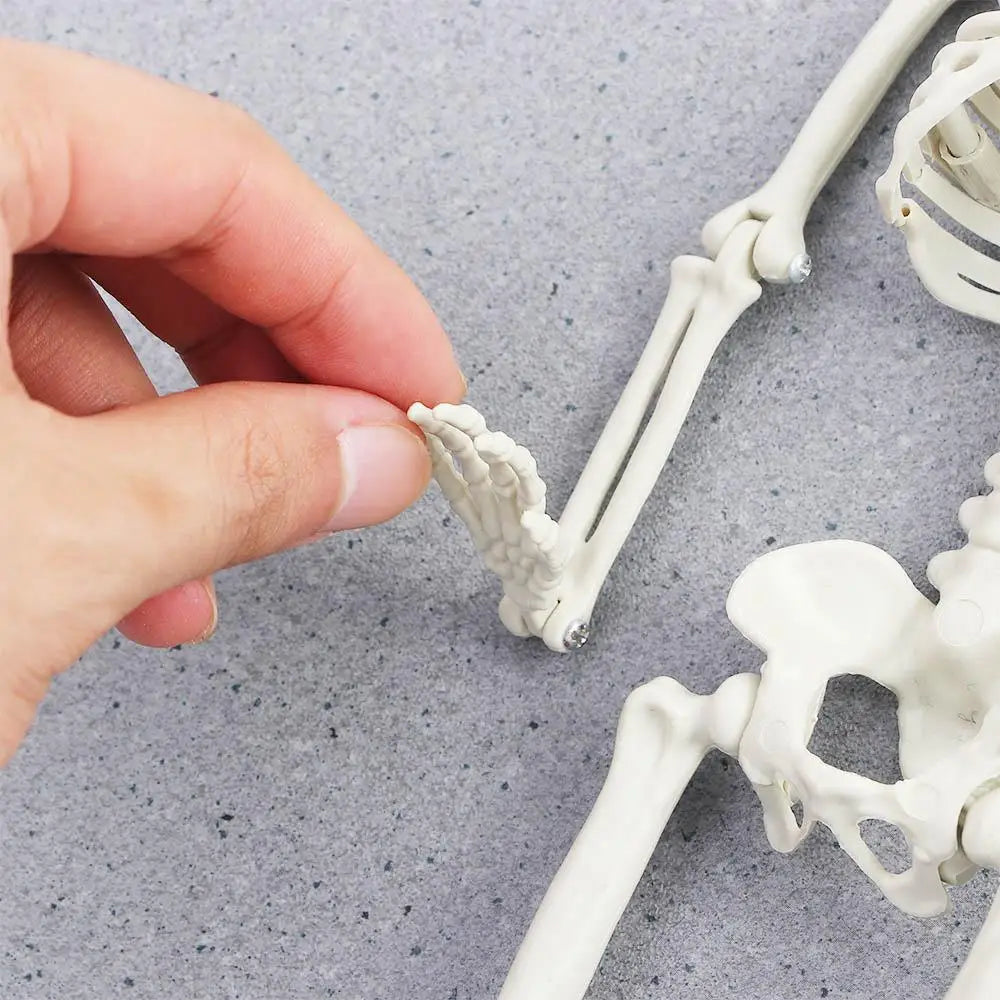 40cm Car interior accessories Biology teaching Ornaments Skeleton model Human Bones Car Rearview mirror pendant Halloween props