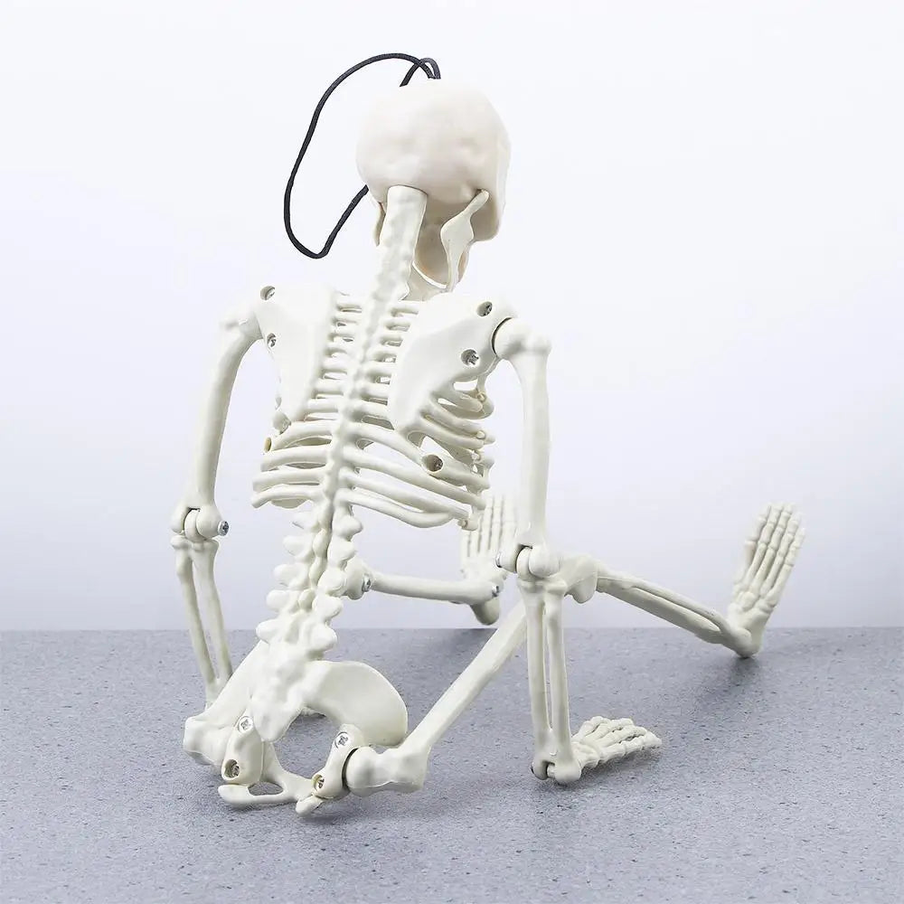 40cm Car interior accessories Biology teaching Ornaments Skeleton model Human Bones Car Rearview mirror pendant Halloween props